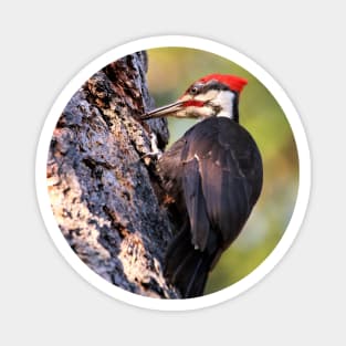 An Industrious Male Pileated Woodpecker Magnet